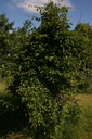 Actinidia-arguta-habit.webp