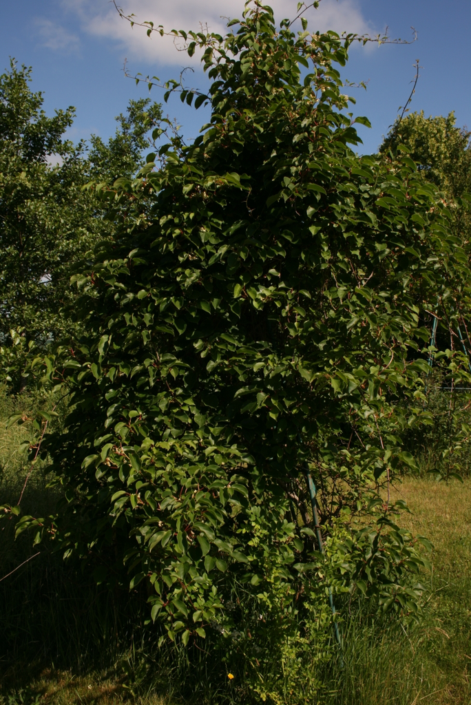 Actinidia-arguta-habit.webp