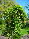 Akebia_quinata_001.webp