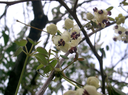 Akebia_quinata2.webp
