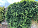 Akebia_quinata_Kew_Gardens.webp