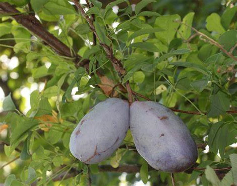 Akebia_Tri_Fruit.webp