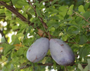 Akebia_Tri_Fruit.webp