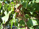 Actinidia_arguta_'Ananasnaya'_Cutler_P1330799.webp