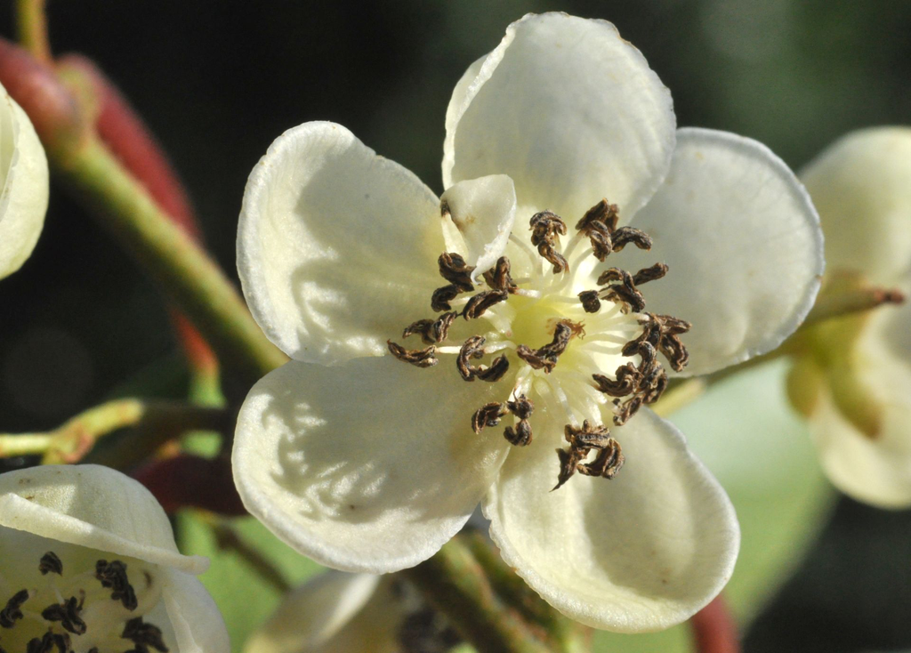 Actinidia_arguta_male_8922.webp