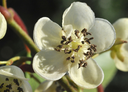 Actinidia_arguta_male_8922.webp