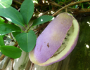 Chocolate_Vine,_Akebia_quinata_fruit_(36368946404).webp