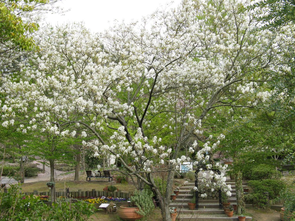 Amelanchier_asiatica5.webp