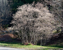 Amelanchier_canadensis_(Thicket_Serviceberry)_(25992630554).webp