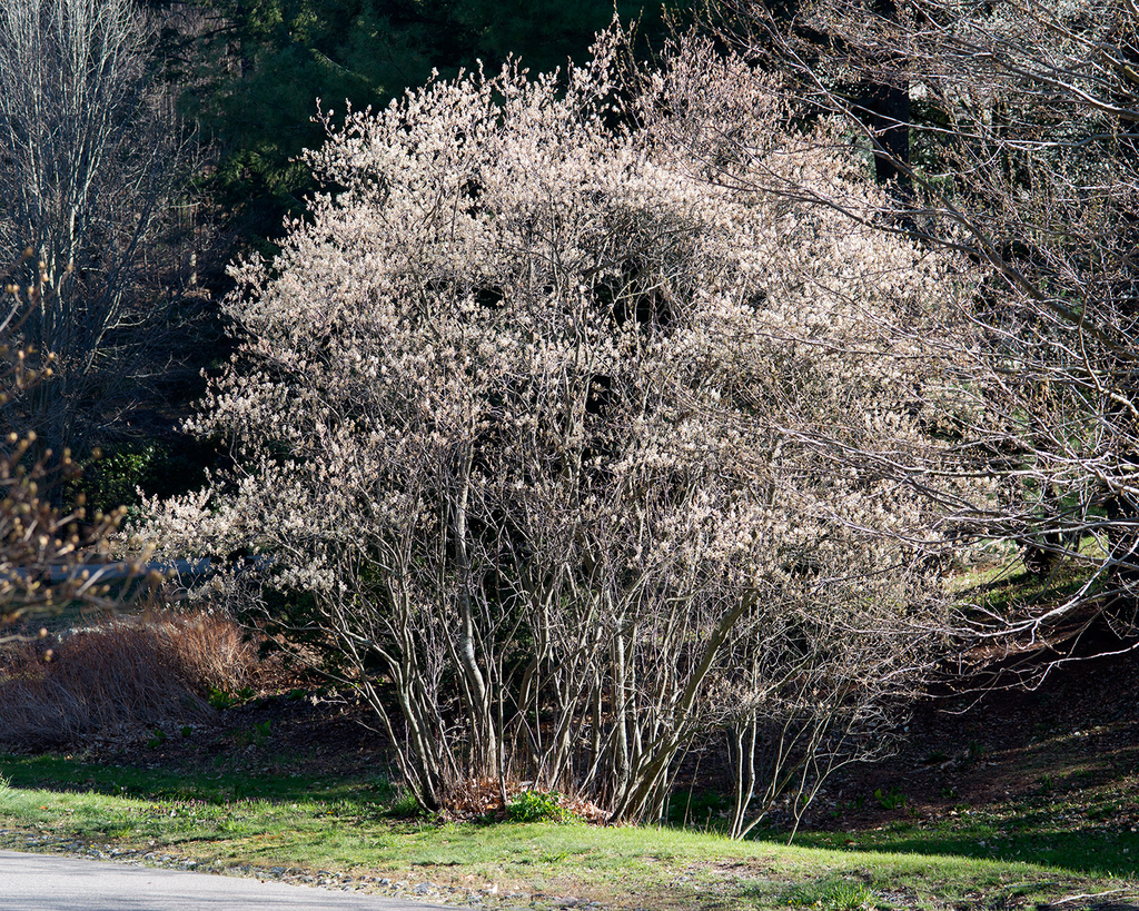 Amelanchier_canadensis_(Thicket_Serviceberry)_(25992630554).webp