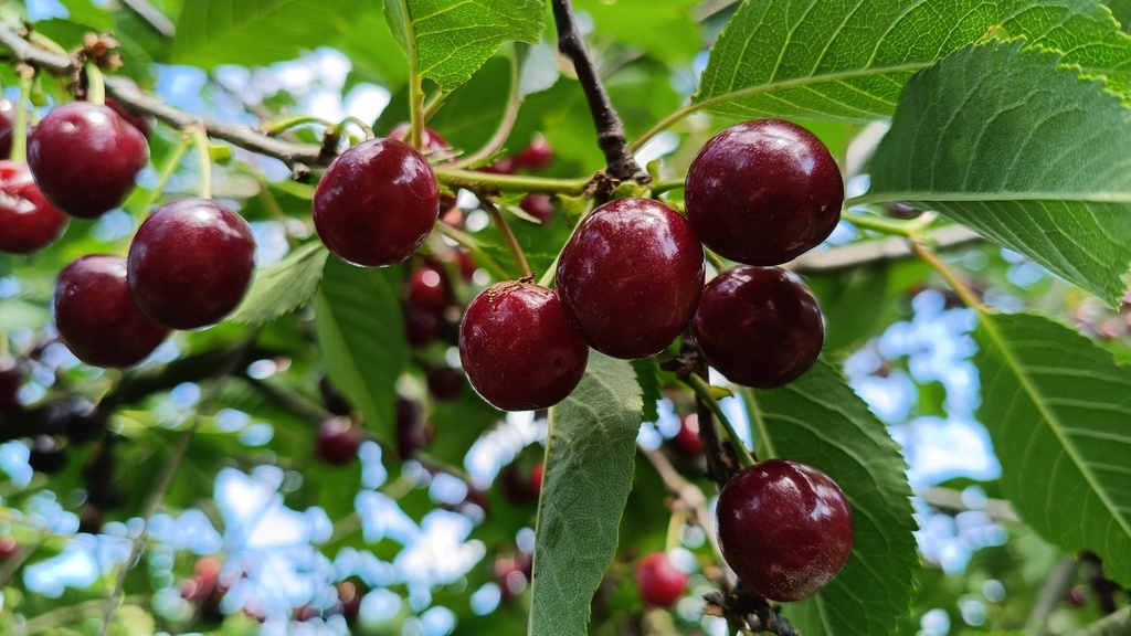 Cerisier nain ‘Carmine Jewel’