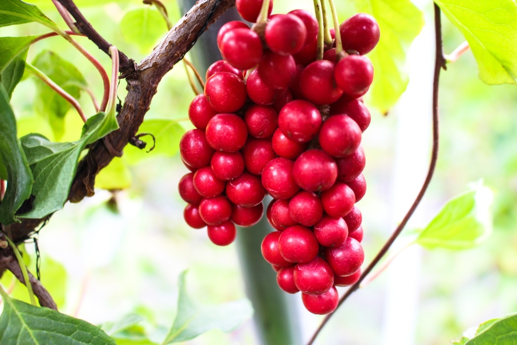 Schisandra ‘Sadova N°1’