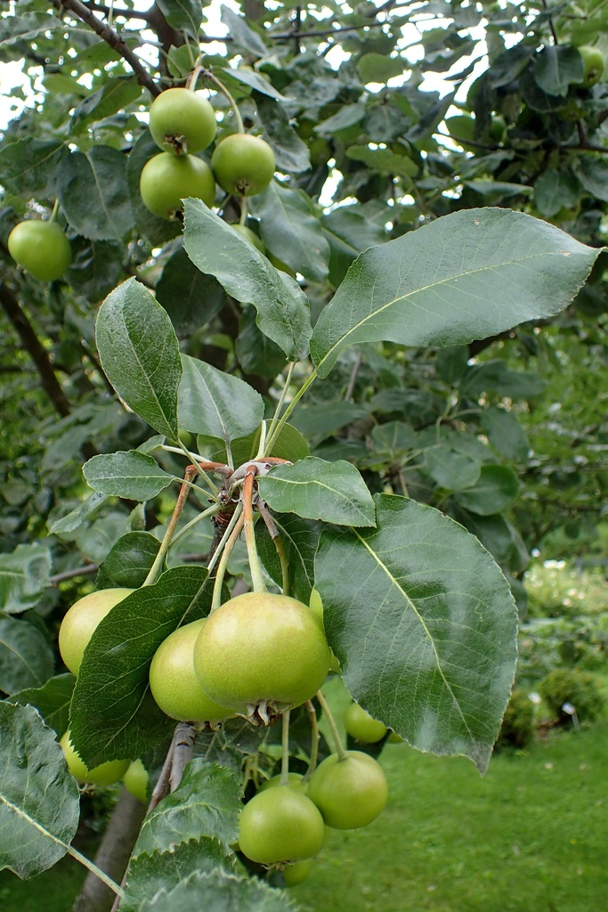 Sorbier-poirier ‘Rubinovaja’