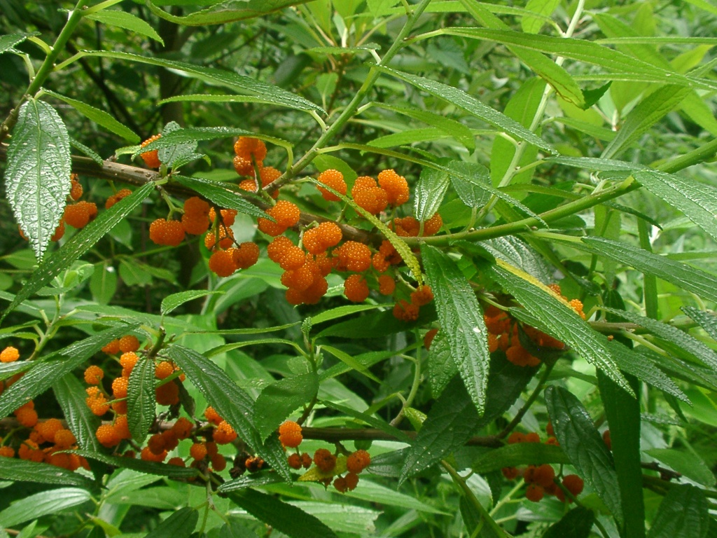 Fraisier de saule