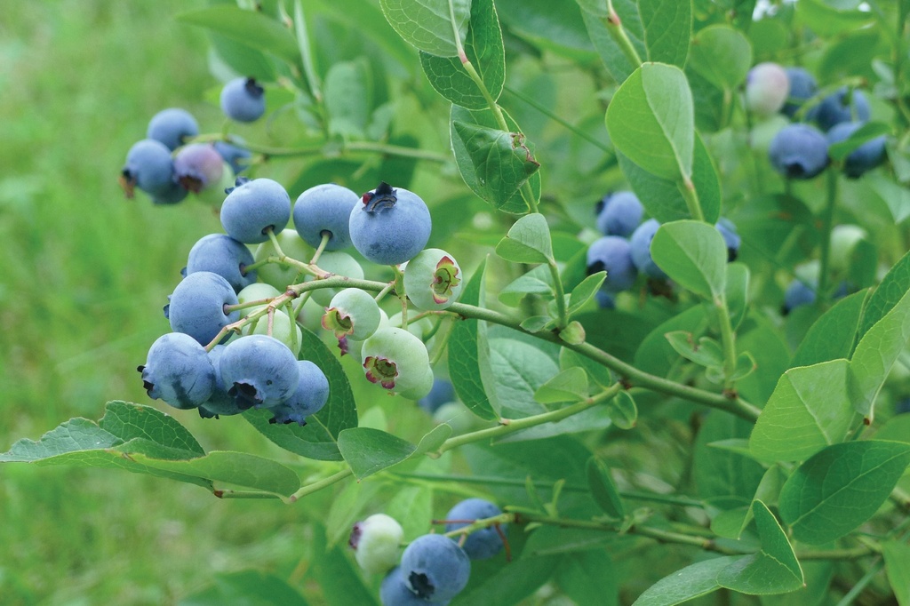Myrtillier ‘Patriot’
