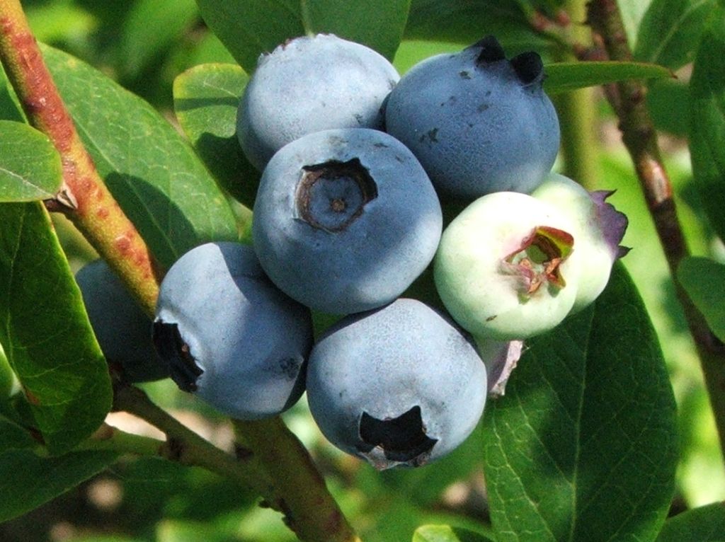 Myrtillier ‘Grover’