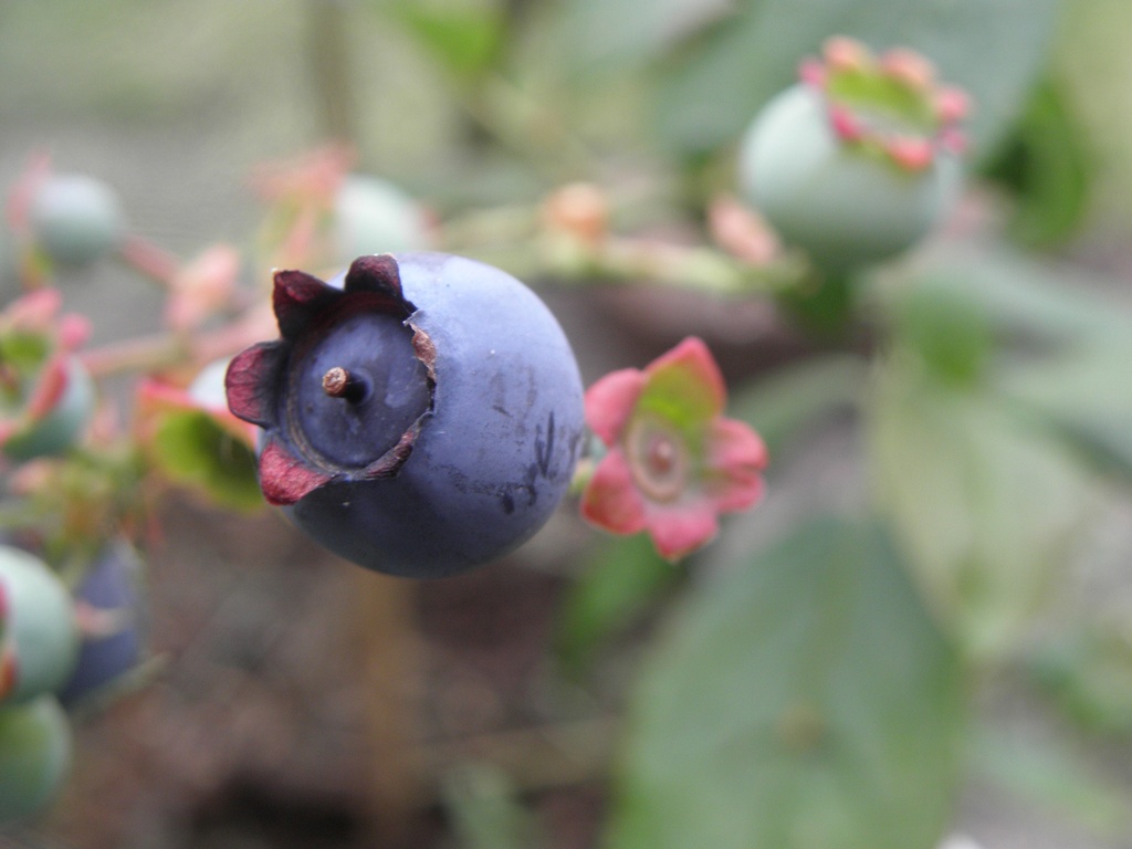 Myrtillier ‘Darrow’
