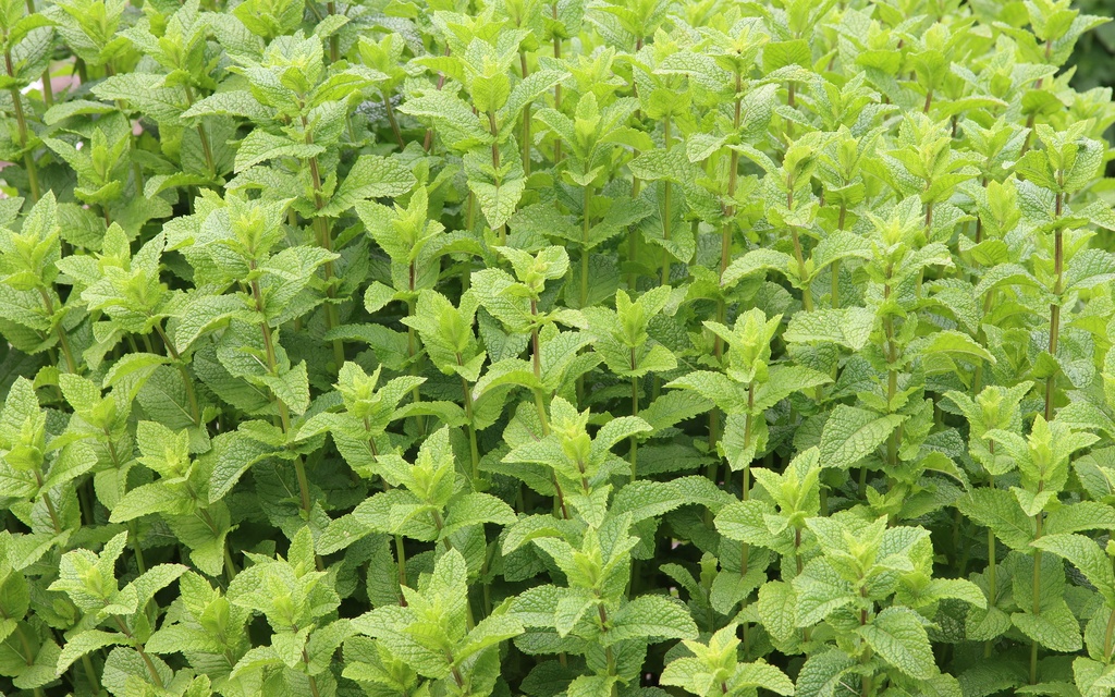 Menthe marocaine