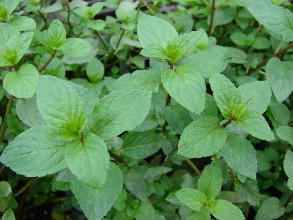Menthe chocolat