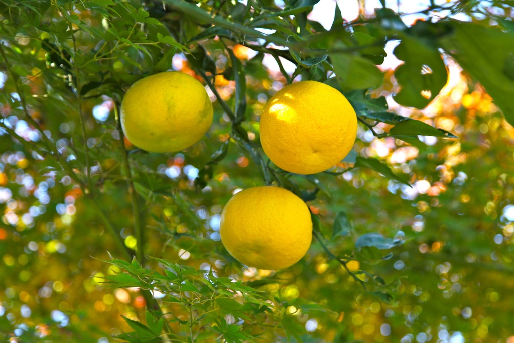 Citronnier yuzu greffé sur ‘Volkameriana’