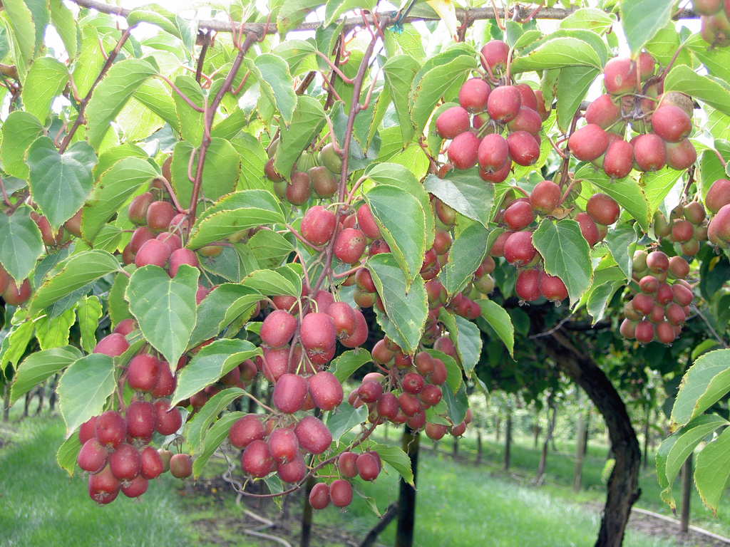 Kiwaï ananasnaya
