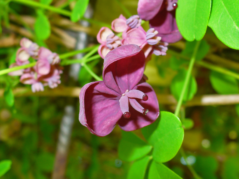 Vigne chocolat - Akebia Quinata ‘Cream Form’