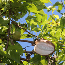 Vigne chocolat - Akebia Quinata ‘Silver bells’