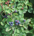 Amelanchier ‘Northline’