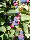 Amelanchier ‘Smoky’